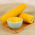Quality Sweet Corn Cobs